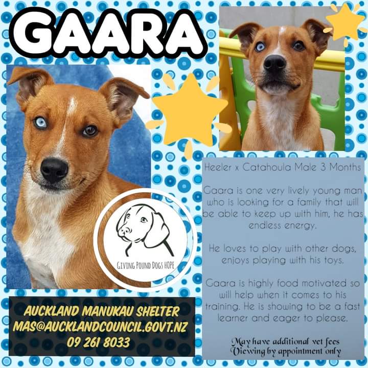 our generation puppy target